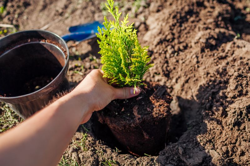 Cherry Tree Planting in Ventura County, CA