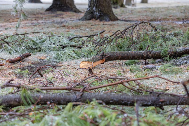 Leaf Removal in Ventura County, CA